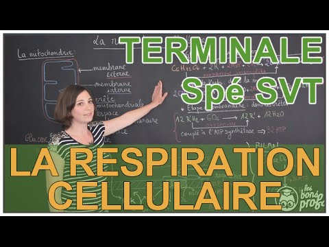 Respiration cellulaire et fermentation