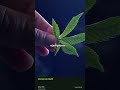 GRAPES AND CREAM | Genética | Hi Holy High | ES