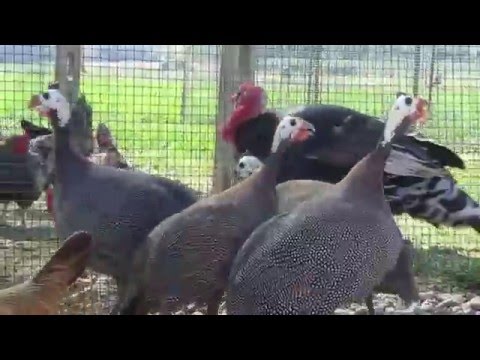 Fattoria il bruco - Faraona