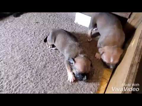 American Bully puppies 3 week update sleeping after eating