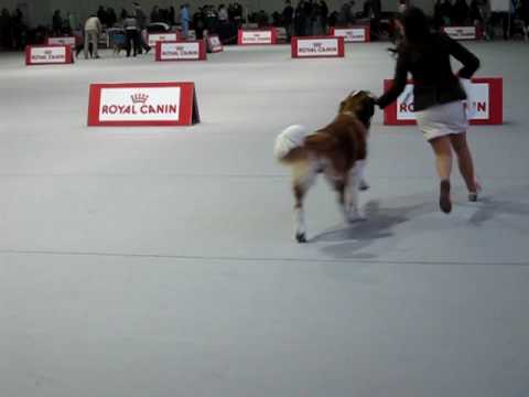 Bernarda on DogShow - Batalha 2009