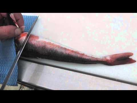 Passionate About Fish - How to fillet Gurnards (the easy way!)