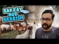 BAKRAY AUR BAARISH