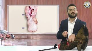 🔪 מסכת חולין בהמחשה חיה! דף ט' ע"א: חמש הלכות שחיטה - פרק 2 ✨ | הרב שמעון אופן בהמחשה ויזואלית 📸