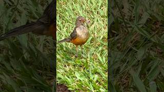 Flagrante Incrível! Sabiá laranjeira capturou minhocas para os filhotes! #pássaros