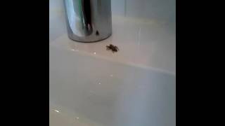 Spinnetje ziet spiegelbeeld in wastafelkraan.