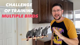 Parrots � Challenge of Training Multiple Birds