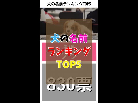 文字「P」を持つ犬の名前