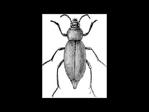 Robak - Give me your love