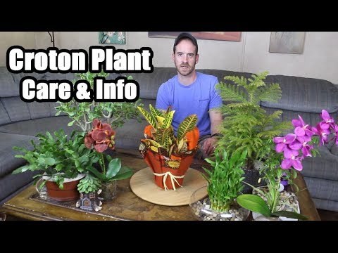 , title : 'Croton Plant Care & Info (Codiaeum variegatum)'