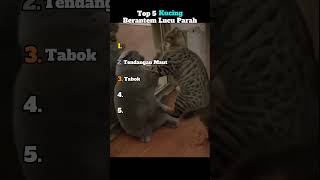 Download lagu Top 5 Kucing Berantem Lucu Parah mp3 Download lagu Top 5 Kucing Berantem Lucu Parah mp3
