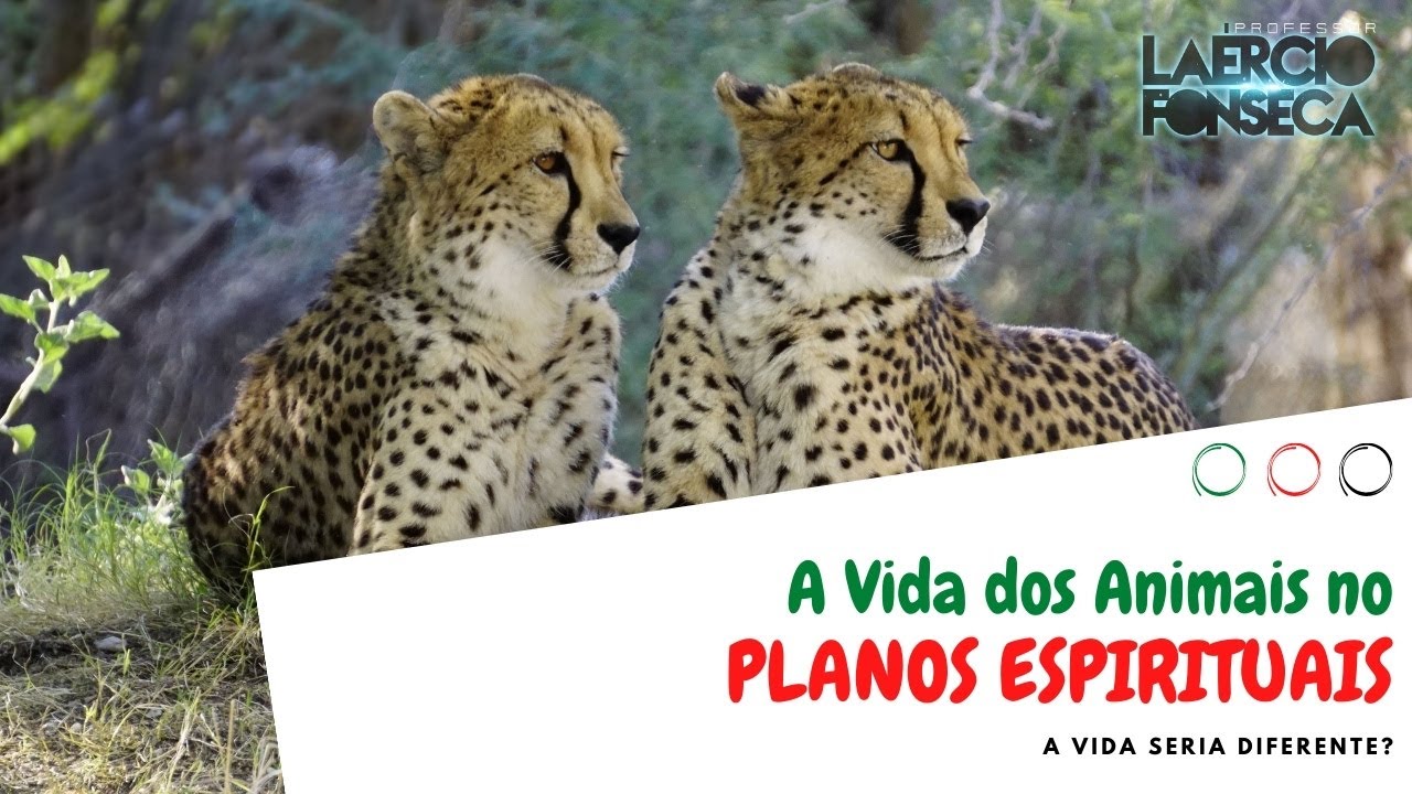 A VIDA dos ANIMAIS no PLANO ESPIRITUAL | Prof. Laércio Fonseca