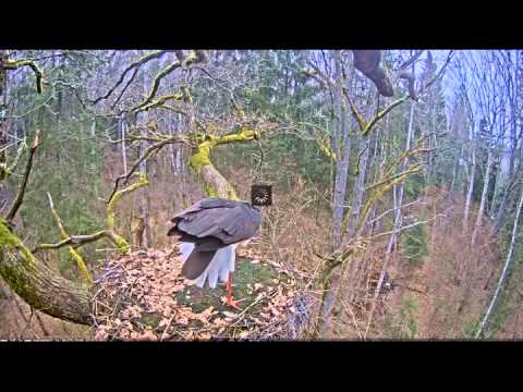 2016/03/26 15h47m Melnais Starkis Male arrived after a long journey