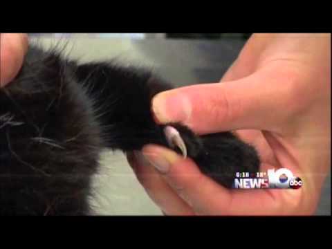 Pet Connection Extra - Trimming Your Cat's Nails