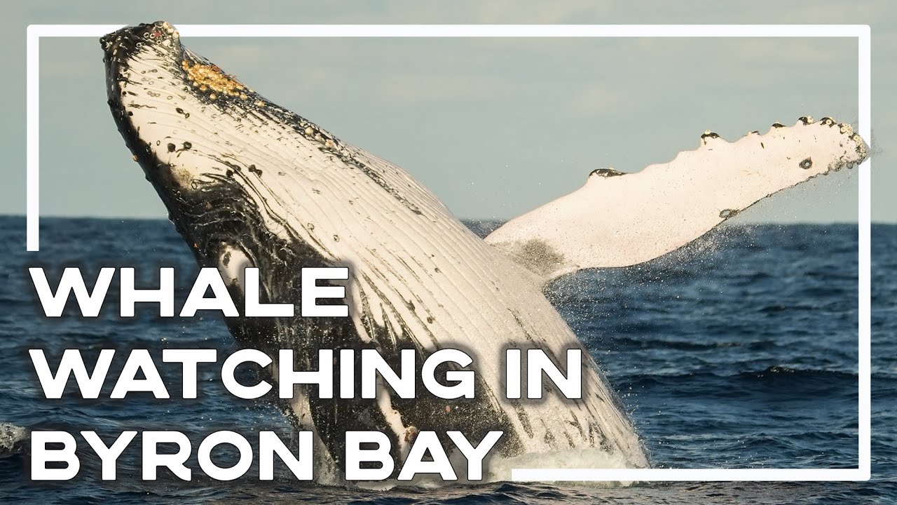Join an adventurer on Whale Watching Safari.