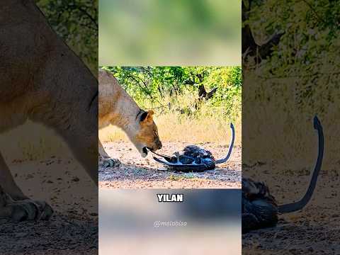 Kartalı Kurtarmak İçin Her Şeyi Göze Aldı! 🦁