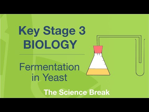 Key Stage 3 Science (Biology) - Fermentation in Yeast