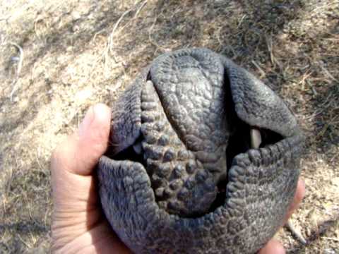 ARMADILLO ARGENTINO( MATACO)