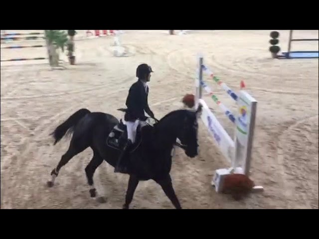 Half-brother of the mother of this embryo is the CSI 1.60m horse Go Easy de Muze with rider Darragh Kenny.