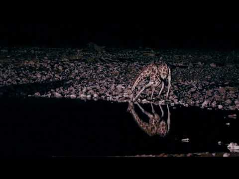 Etosha by night: Giraffe