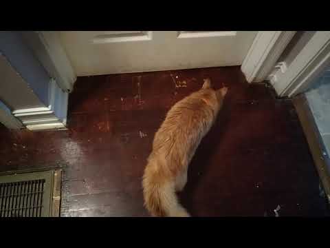 Saru - Whats Behind The Door?