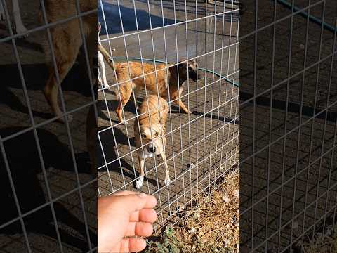 The cute Najat (dog shelter)