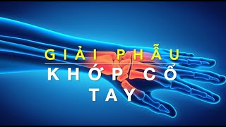 Giải phẫu Khớp cổ tay