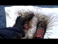 Muddy Pillow Stop With Dirty Adidas 2