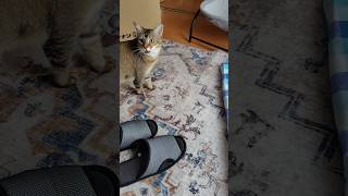 控えめに要求する猫 #shorts
