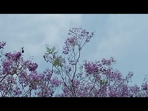 Jacranda mimosifolia# niligulmohar# horticulture#landscape#gardening#avenuetree