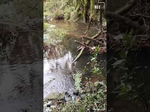 🤩🍀🌱🌿Diretamente do município de Bocaina do Sul SC, casa das nossas amigas @quiquirasregiesil #shorts