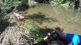 พลวงดุๆ ima PUGACHEV’COBRA /DAIWA RYOGA RED/BLUE Mahseer