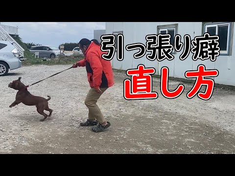 ボクサー犬のしつけ方