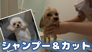 【日常】小さめプードルをおうちでシャンプーカット