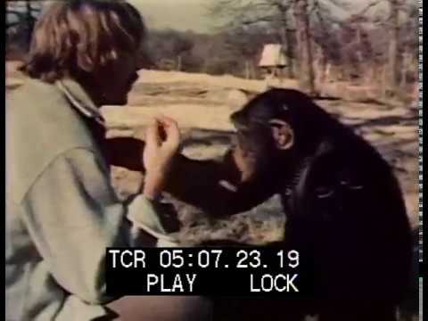 Washoe The Chimp