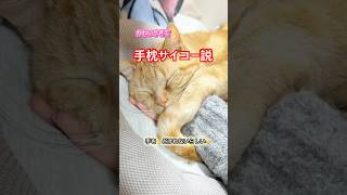 it's a cat.猫です！手枕サイコー説！#cat #animals #cute #猫のいる暮らし #ねこのいる生活 #茶トラ#睡眠#かわいい#多頭飼い