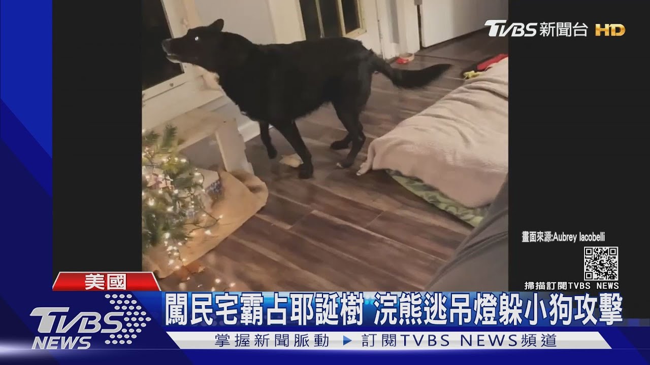 耶誕節驚魂！　浣熊闖屋大戰愛犬嚇壞屋主