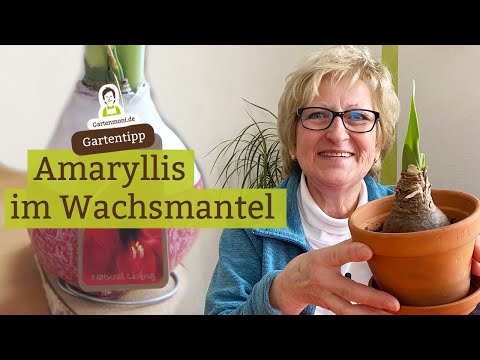 Amaryllis in a wax coat: What to do when it has faded?