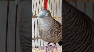 Download lagu Burung Merpati Lokal Bernyanyi dengan Suara 'Kung' yang Besar, Memikat Burung Merpati Lain agar Ikut Bernyanyi mp3