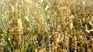 Yellow Rattle seedheads