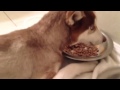 My Dog S Eating Style