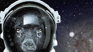 D.M.K. - Delja E Zezë