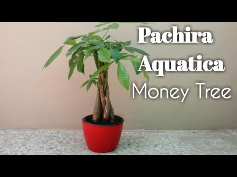 Pachira Aquatica Tree Summer Care | Money Tree/पचीरा पेड की गर्मी मे देखभाल Video