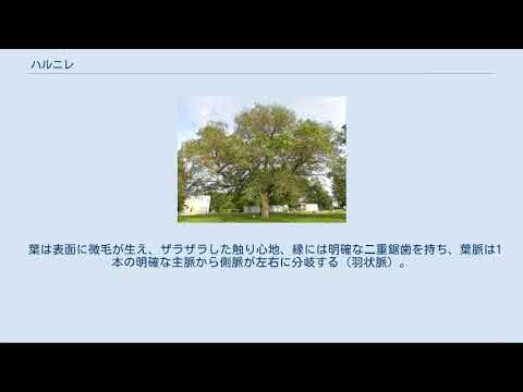 しだれニレ、ハンギングニレ 植物