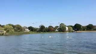 Funny Ducks Nature in Southampton Long Island NY/ Love Travel USA