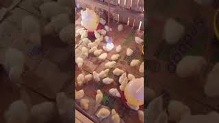 Download lagu Cara merawat DOC Ayam Broiler 200 ekor #shorts #short mp3