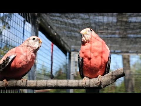Rosey Bourke Parakeets bathing, playing and singing | Bourke Parakeet Sounds