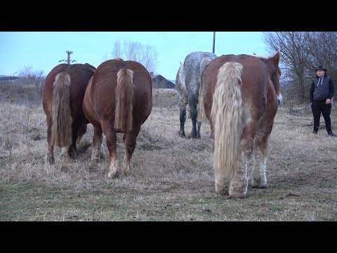 Caii lui Andrei de la Danestii Chioarului, Maramures - 2021 Nou!!!