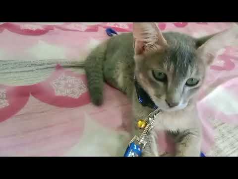 Kareena Garmi se so nhi paya tha.