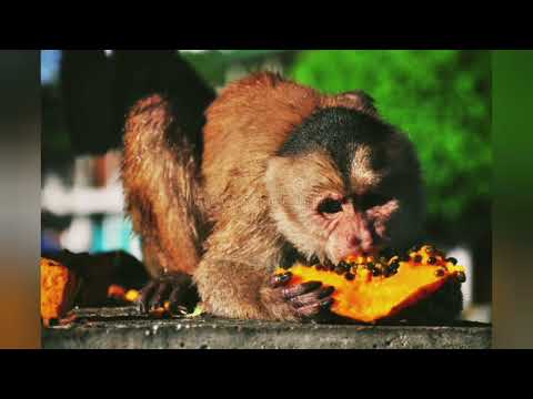 Sau Madaga Na Manua (Cover) by Sisi Boi Yawa (my edit).